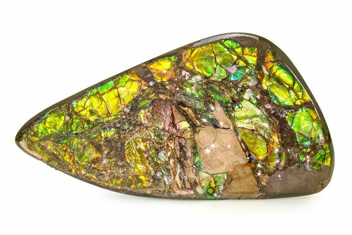 Iridescent Ammolite (Fossil Ammonite Shell) - Brilliant Greens #336271